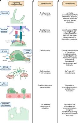 CD28 and chemokine receptors: Signalling amplifiers at the immunological synapse